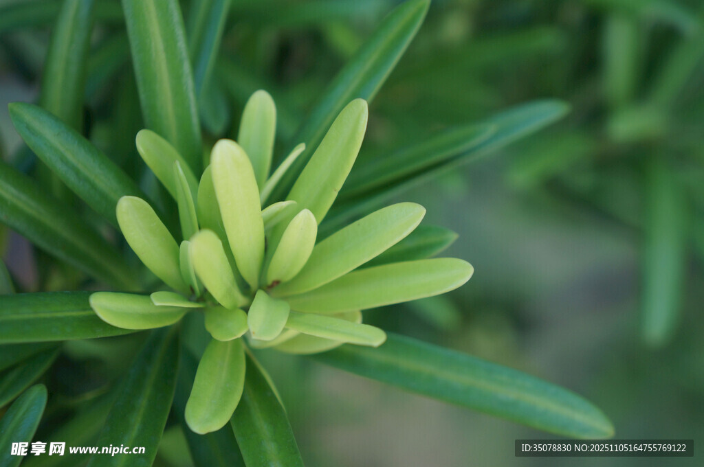 嫩绿丛生植物特写