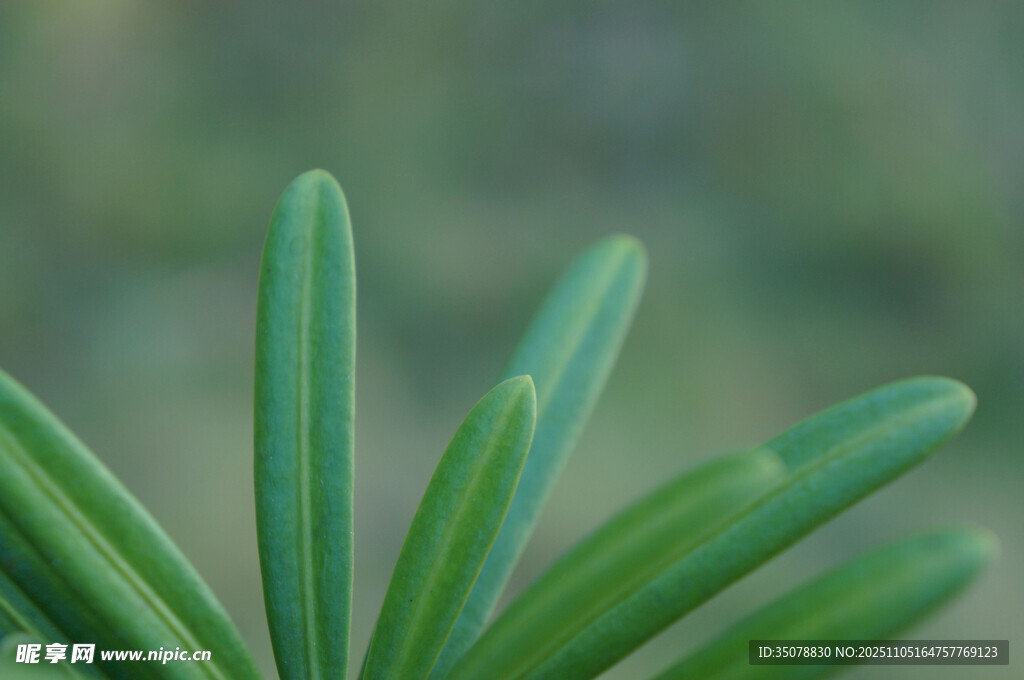 嫩绿松针特写