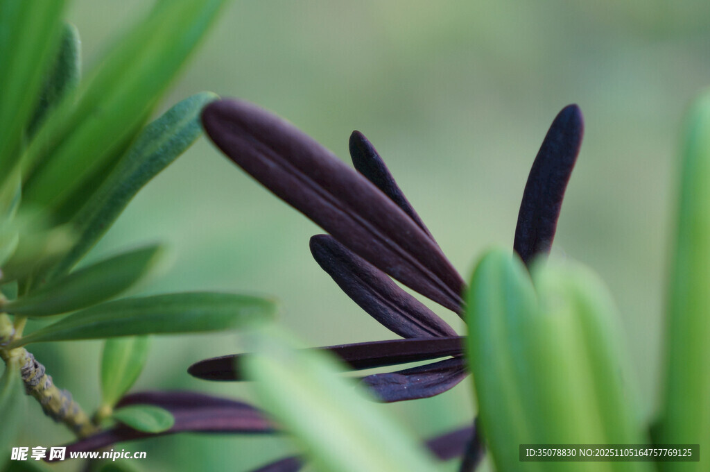 紫绿相间的植物叶片特写