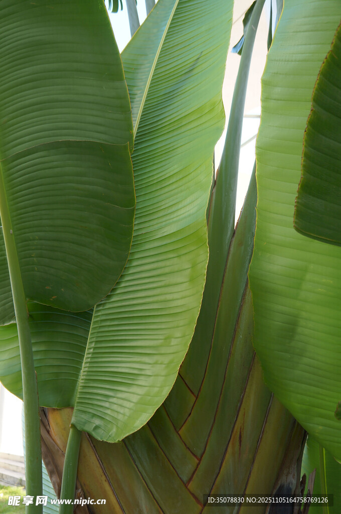宽大翠绿的香蕉树叶片