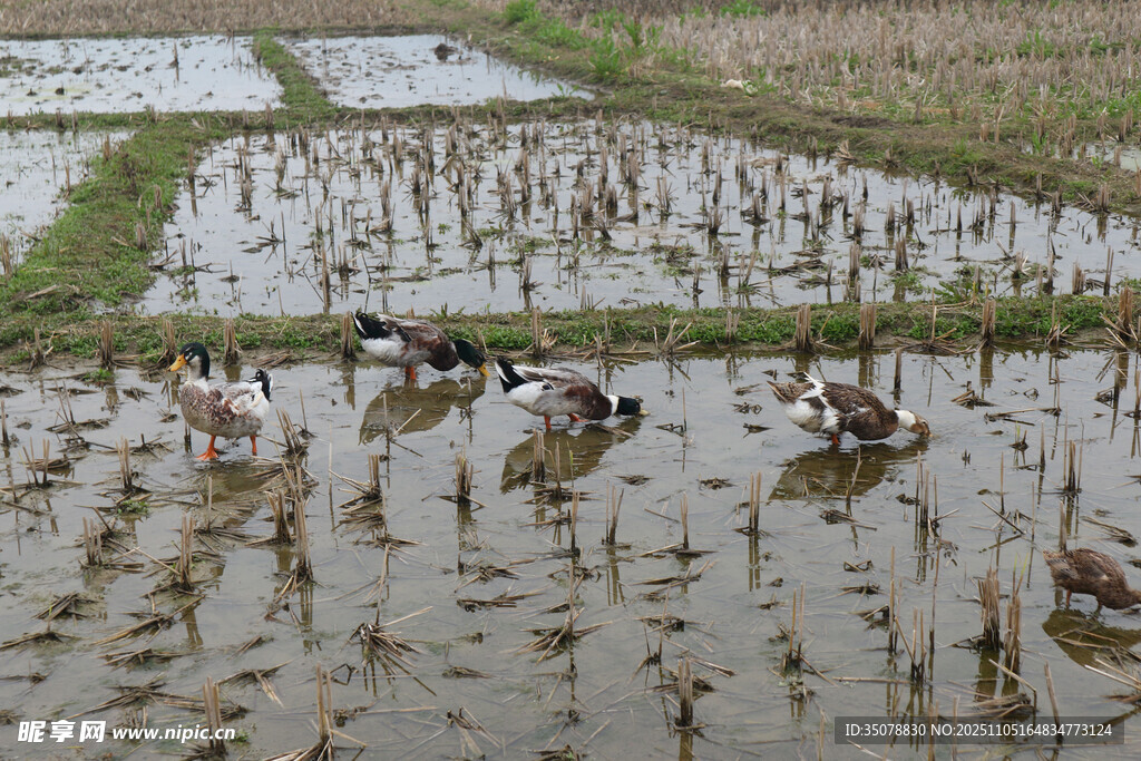 稻田中鸭子