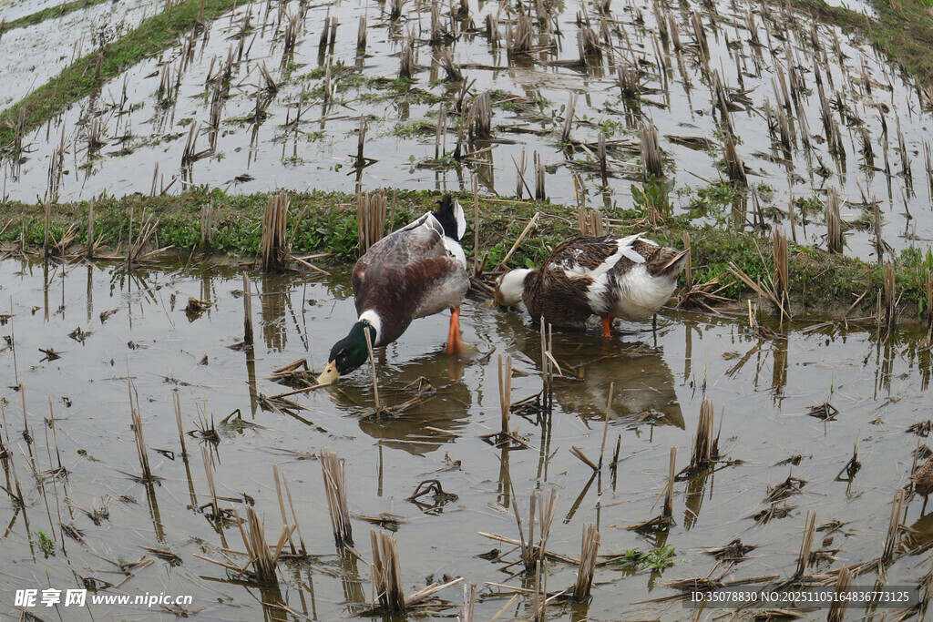稻田中觅食的几只鸭子