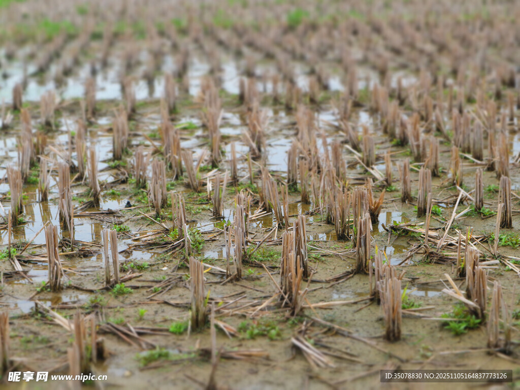 水稻收割后稻田