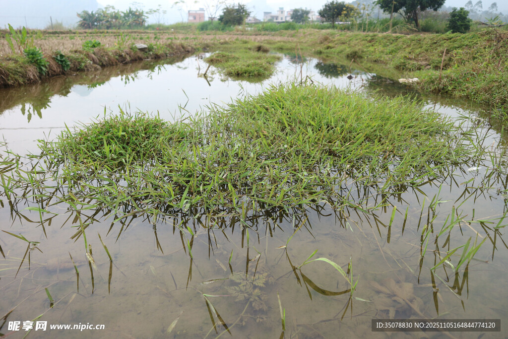 水田中的翠绿秧苗