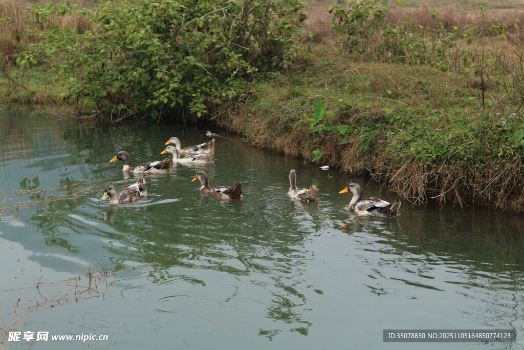 乡村小河中嬉戏鸭群
