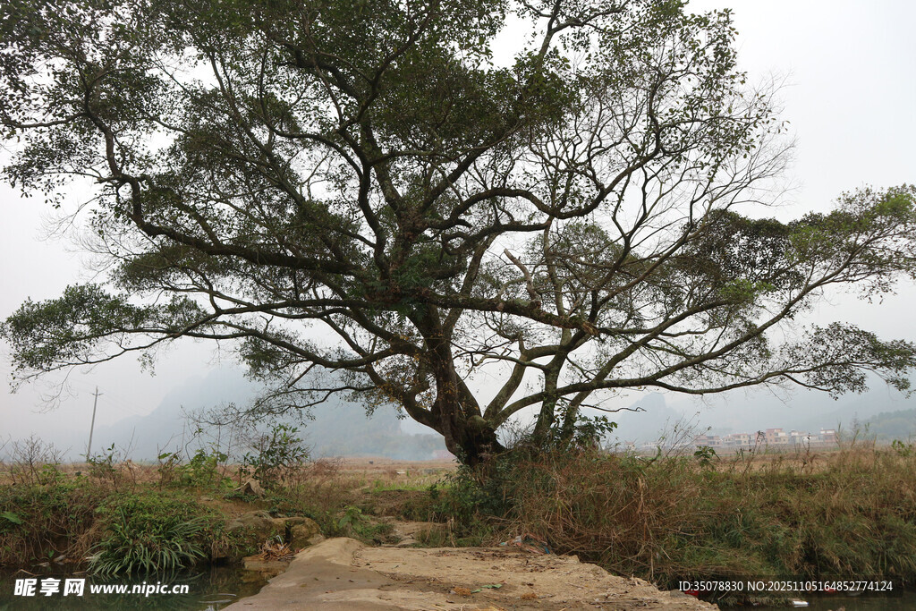 旷野孤树尽显自然静谧