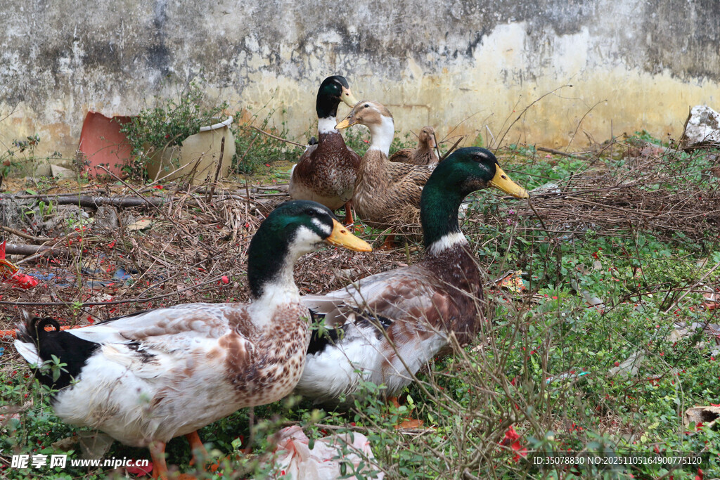 草地上的几只鸭子