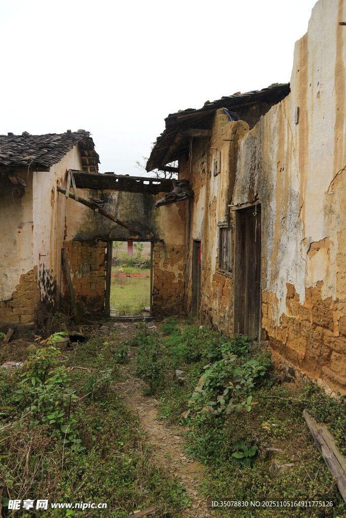荒废老屋杂草丛生的景象