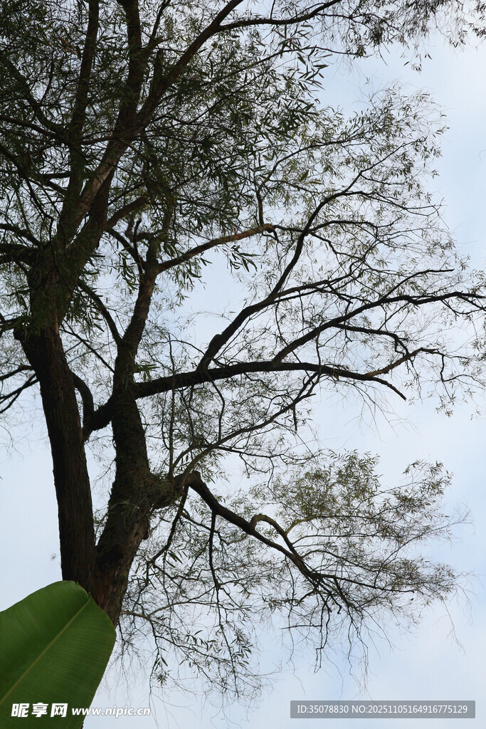 挺拔大树与蓝天相映成景