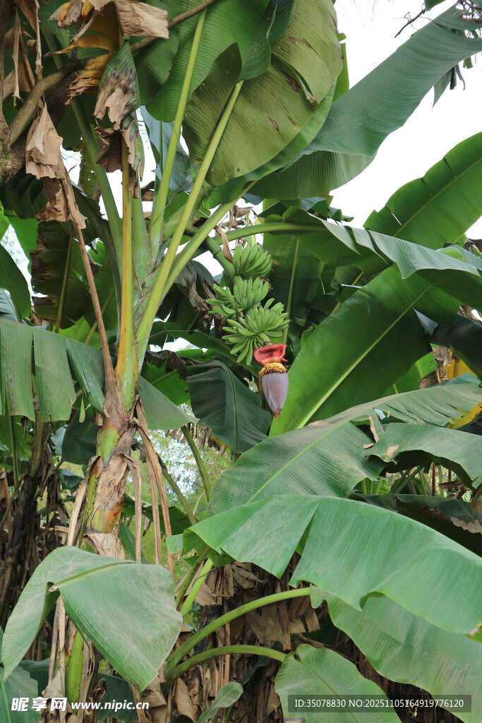 香蕉林中的多彩景象