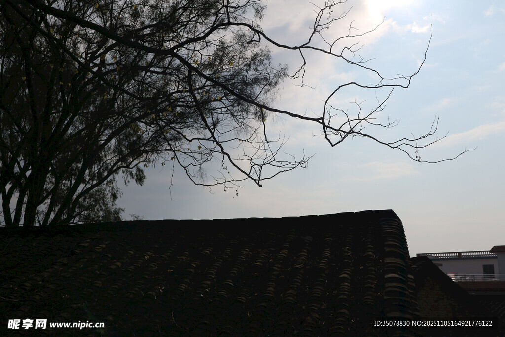 屋顶旁的树枝与晴朗天空