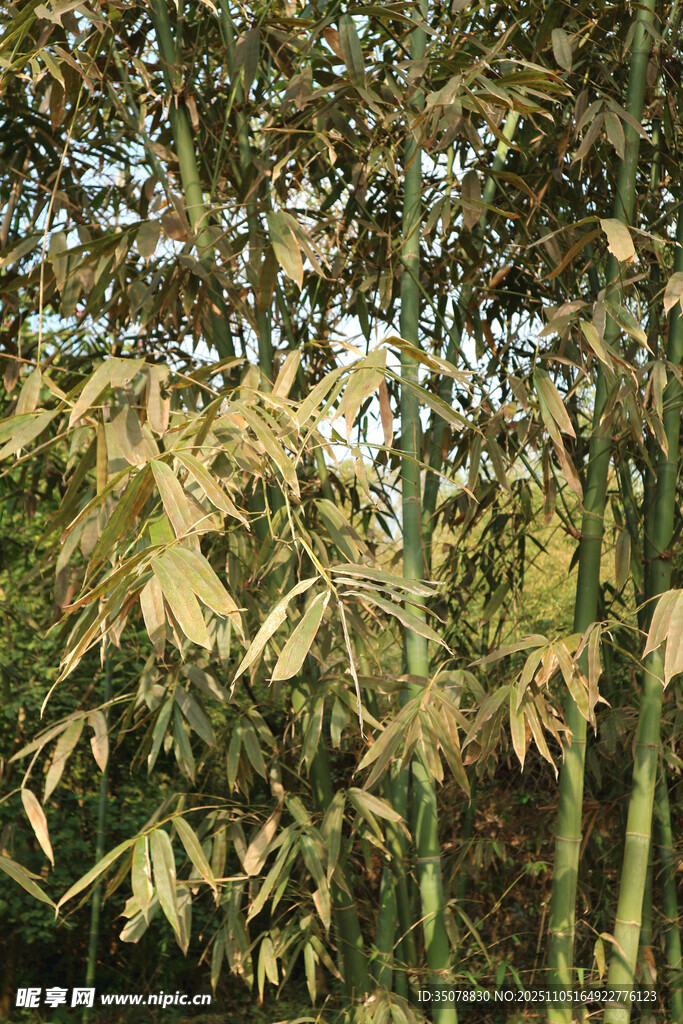 阳光下的翠绿竹林