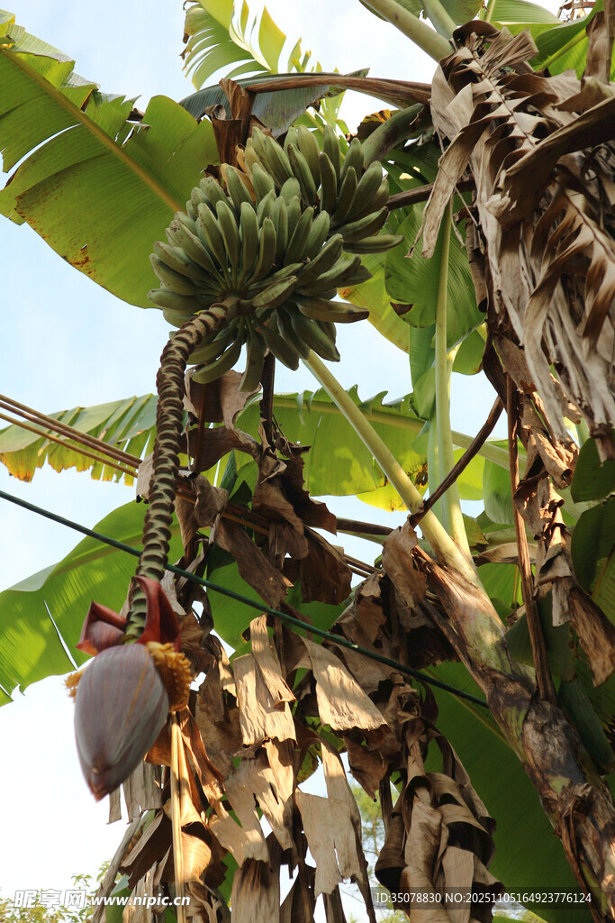 香蕉树上的成熟香蕉串