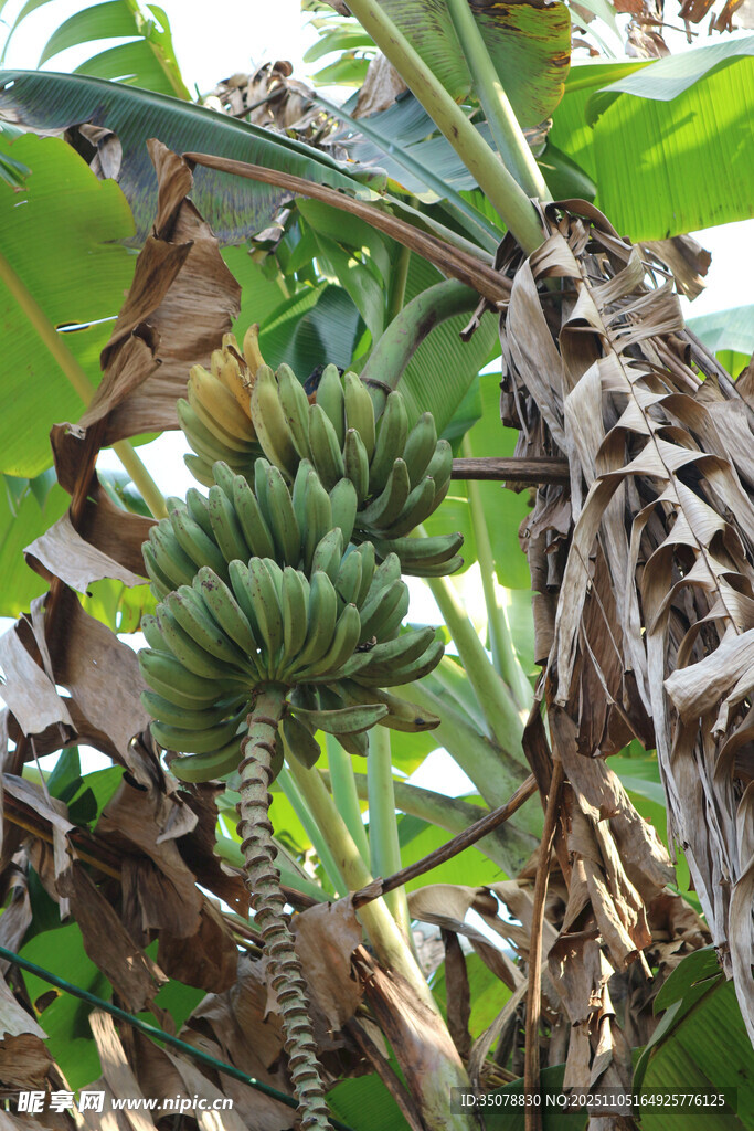 香蕉树上的青香蕉串