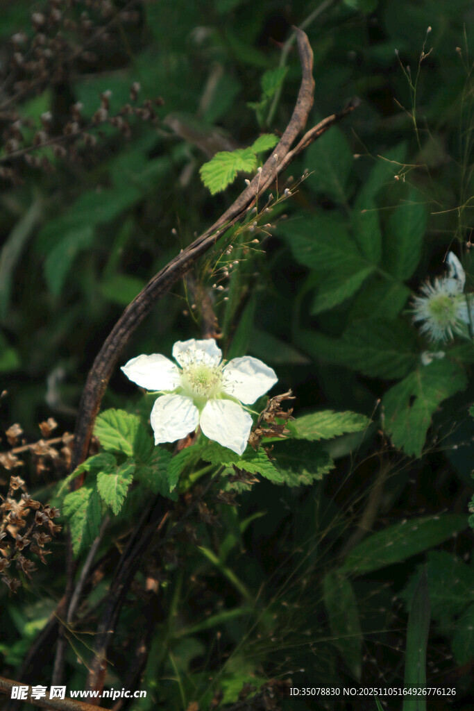 林间绽放的素雅小白花