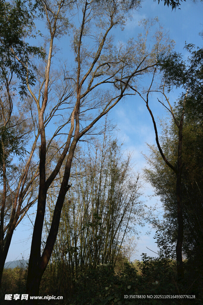 秋日树林枝干伸向蓝天