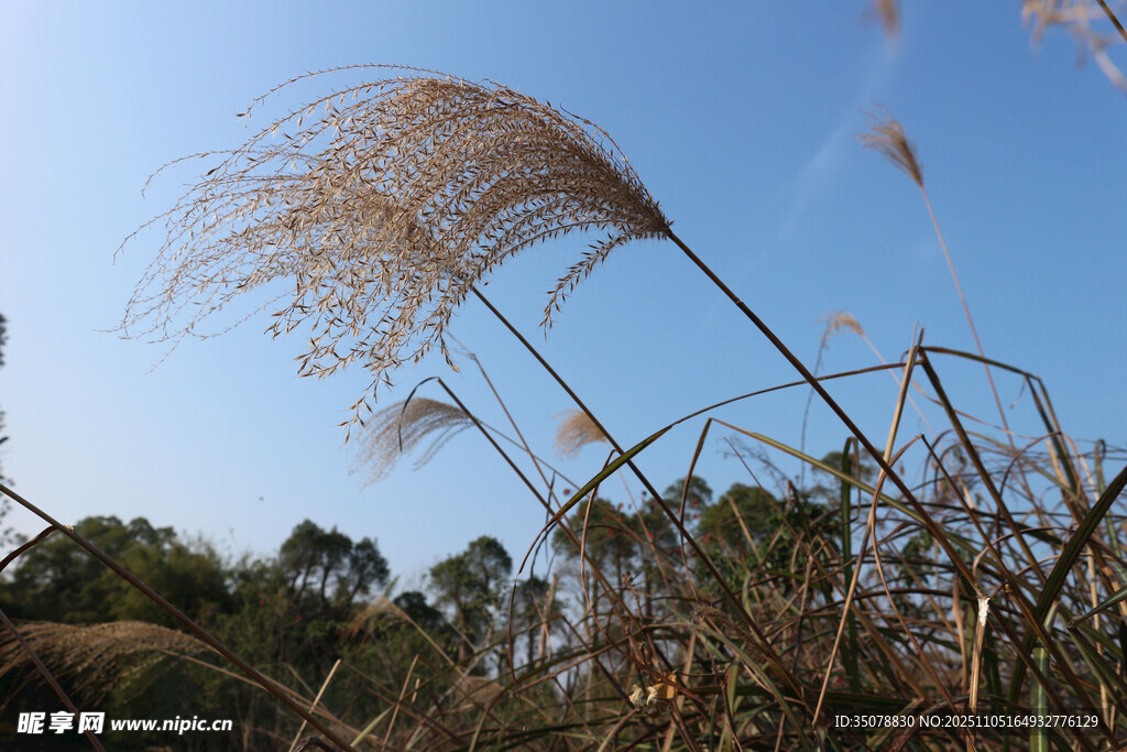 蓝天之下摇曳的蓬松芦苇