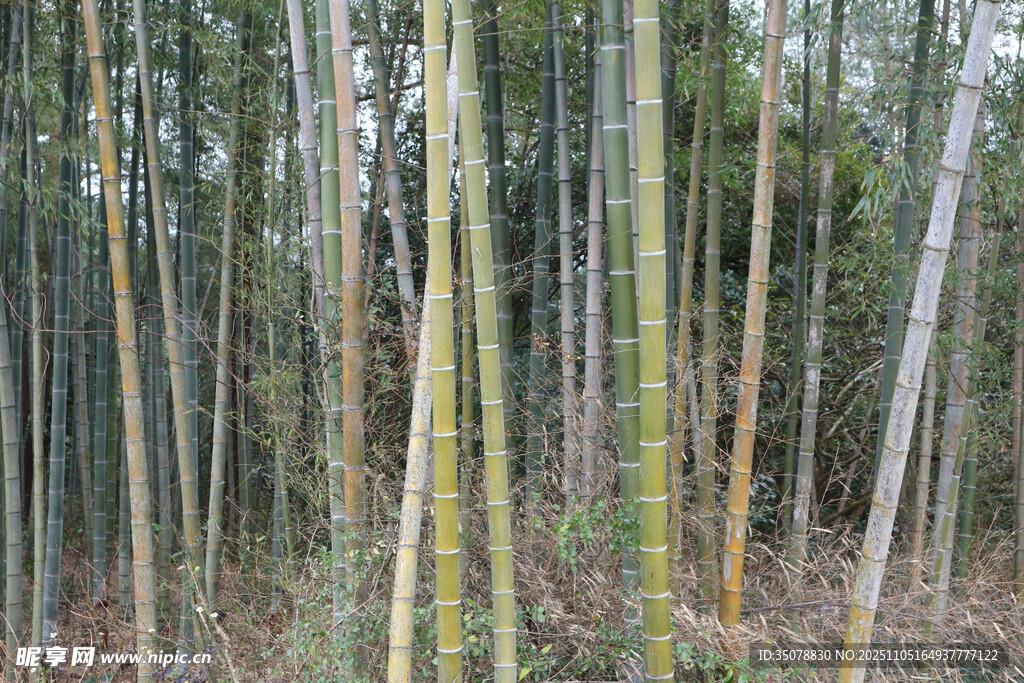 竹林中的挺拔翠竹