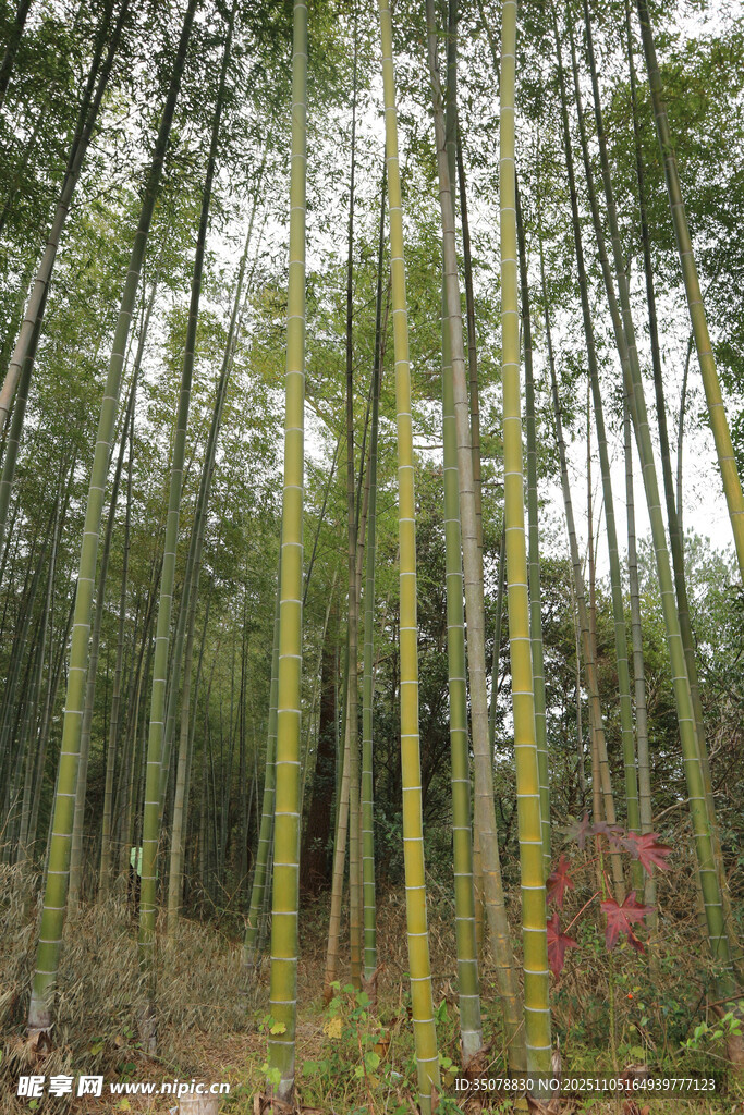 翠绿竹林自然清新之景