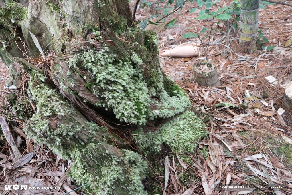长满青苔的古老树桩