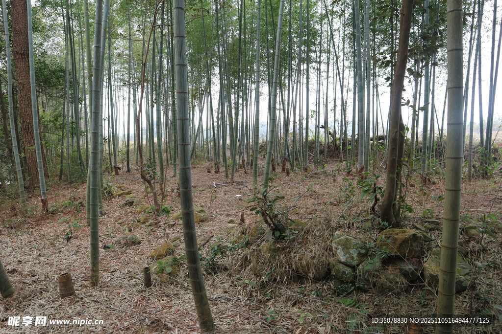 茂密竹林中的自然景象