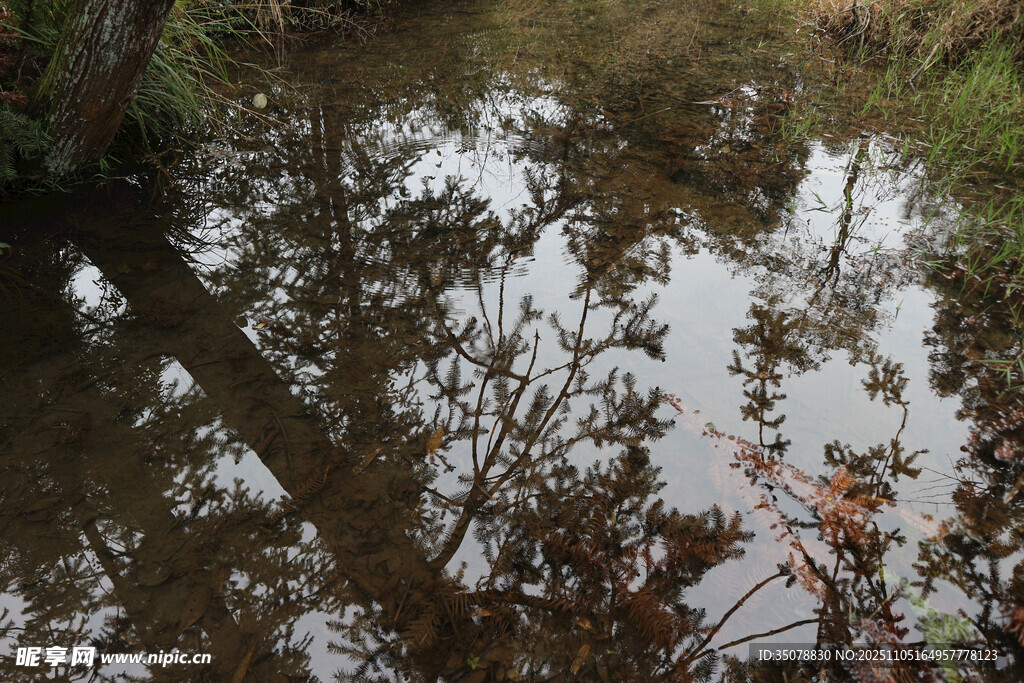 林间积水倒映树木景象