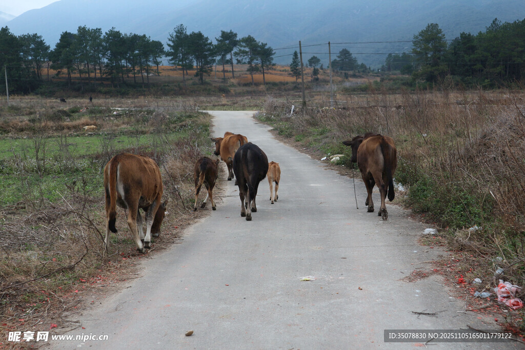 乡村小道上的牛群