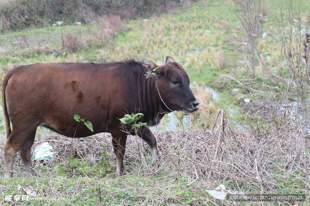 田野中行走的棕色耕牛