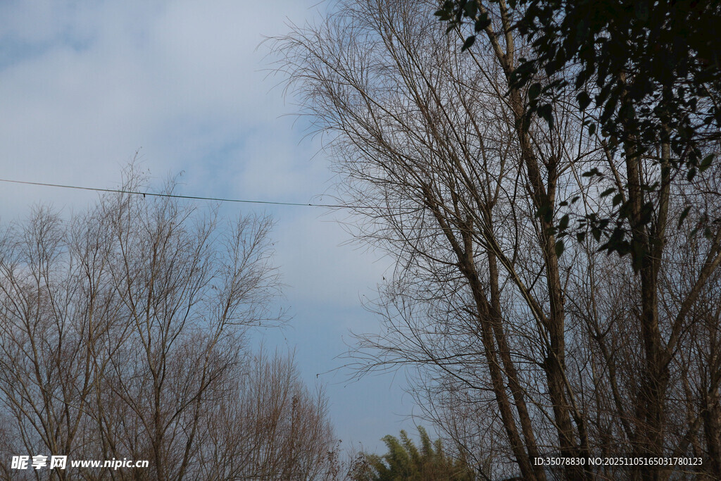 冬日枯树与蓝天景象