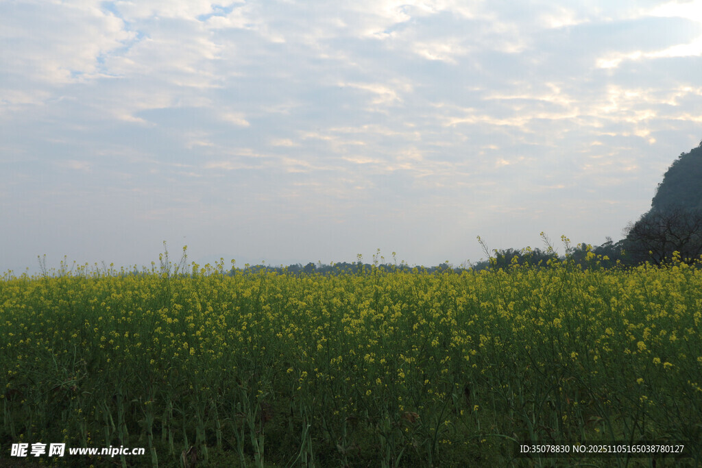 油菜花田
