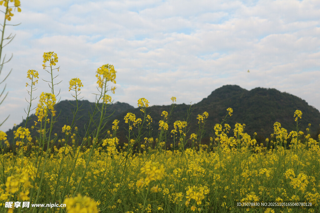 金黄油菜花田与远山美景