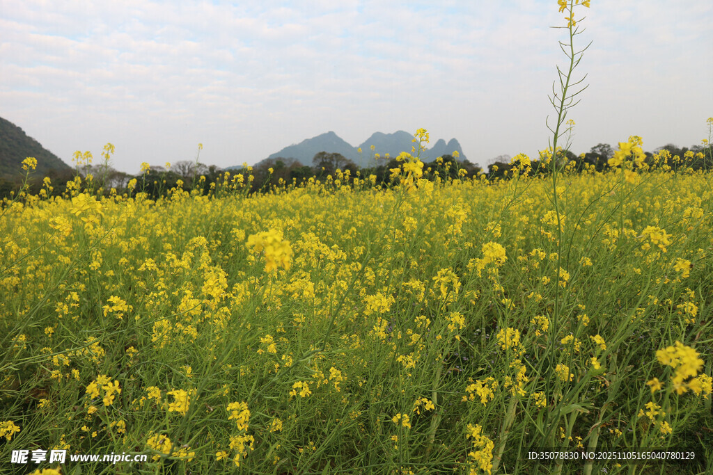 金黄油菜花海田园风光