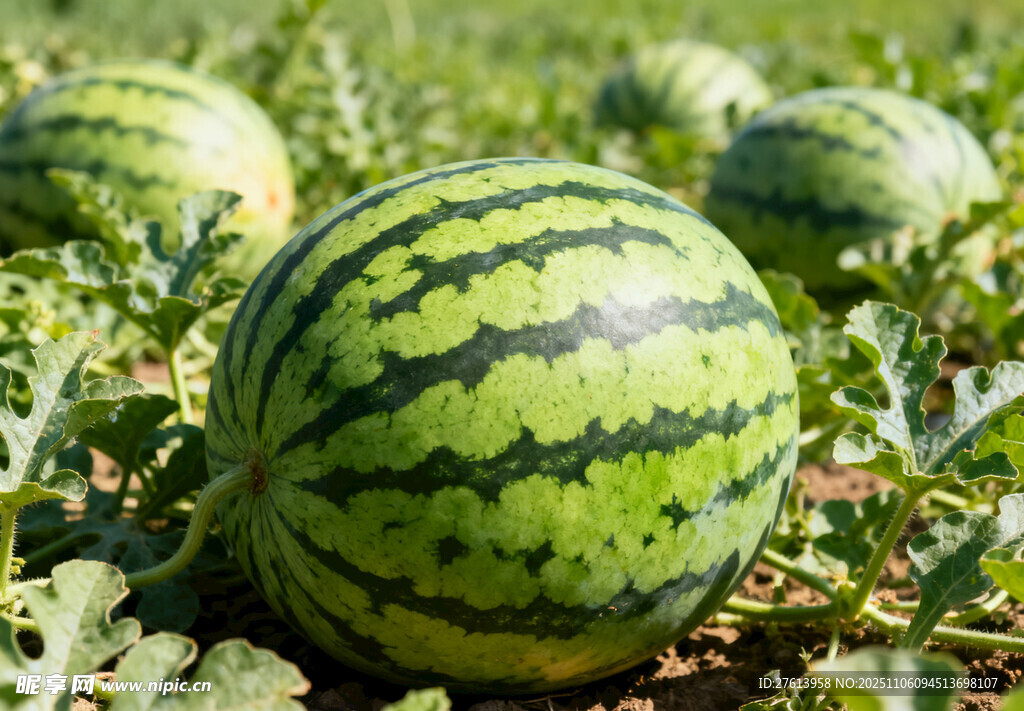 田间成熟的大西瓜