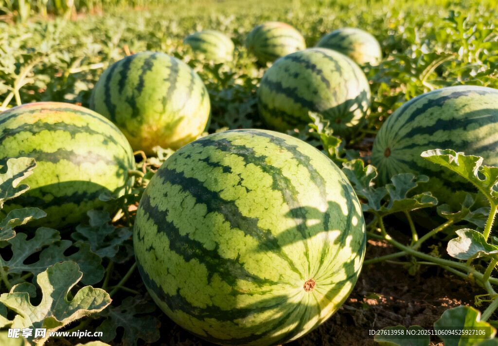 田间成熟的西瓜