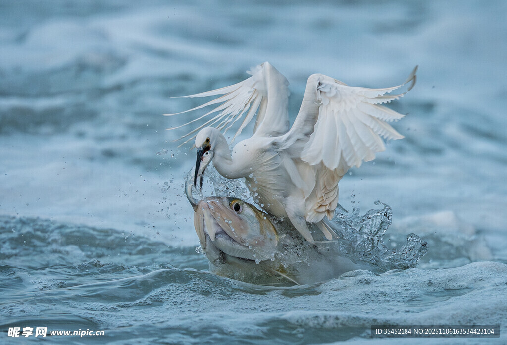 白鹭捕鱼