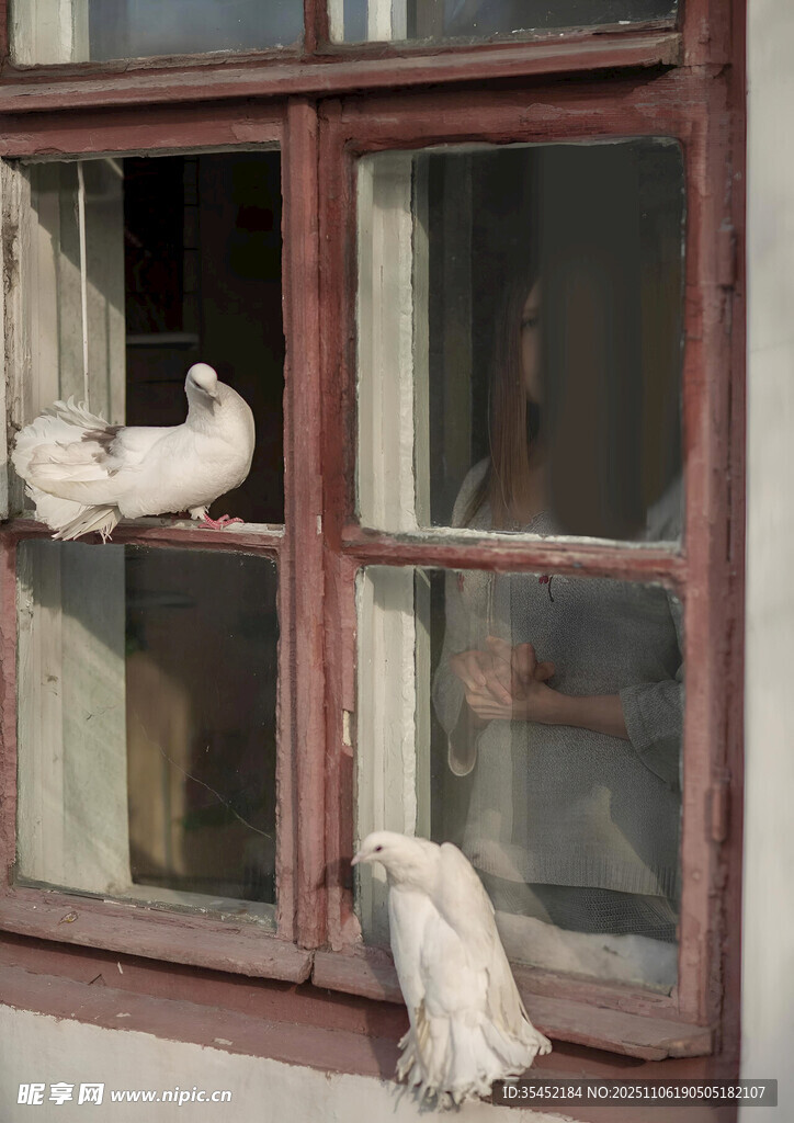 窗边的白鸽