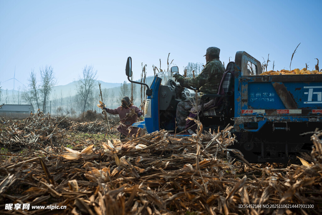 玉米收割
