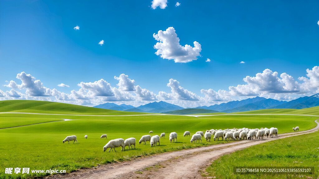 草原羊群漫步风景图