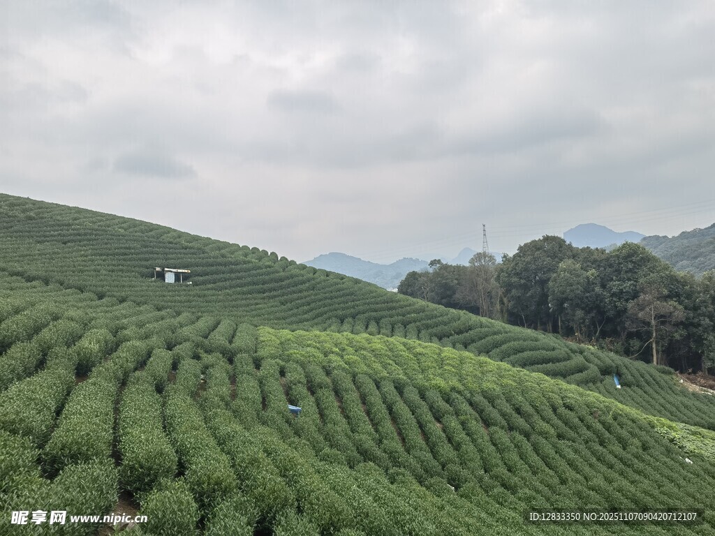 茶园摄影 图片