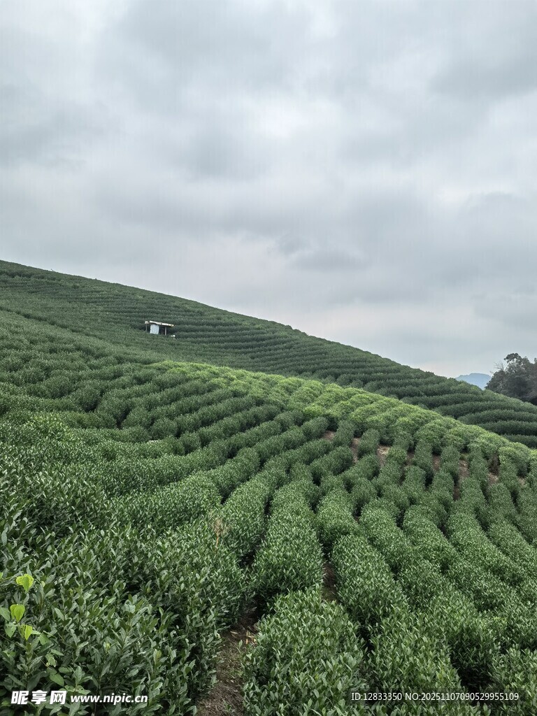 茶园 茶树 摄影
