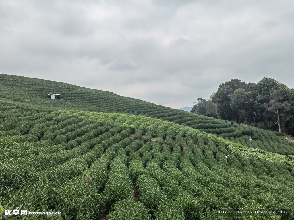 茶园景色 摄影