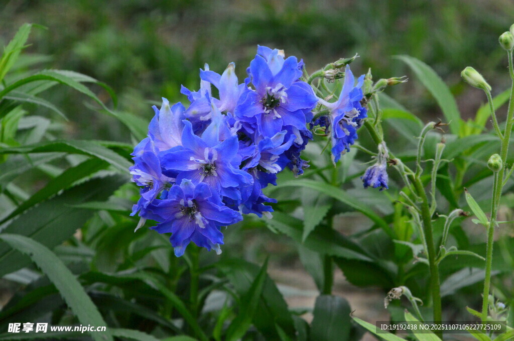 高翠雀花  