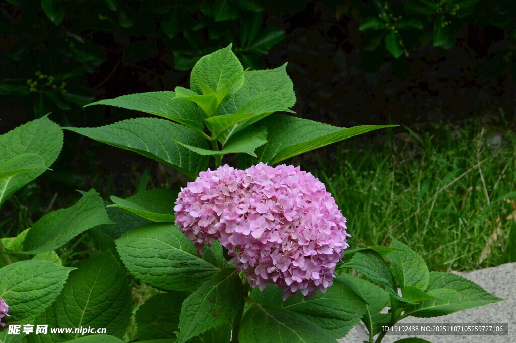 绣球花  