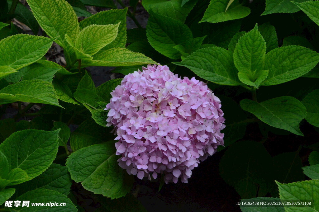 绣球花 