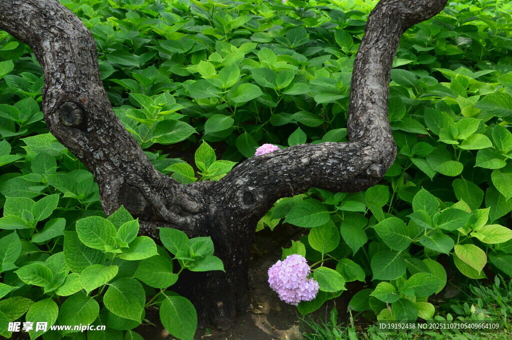 绣球花  