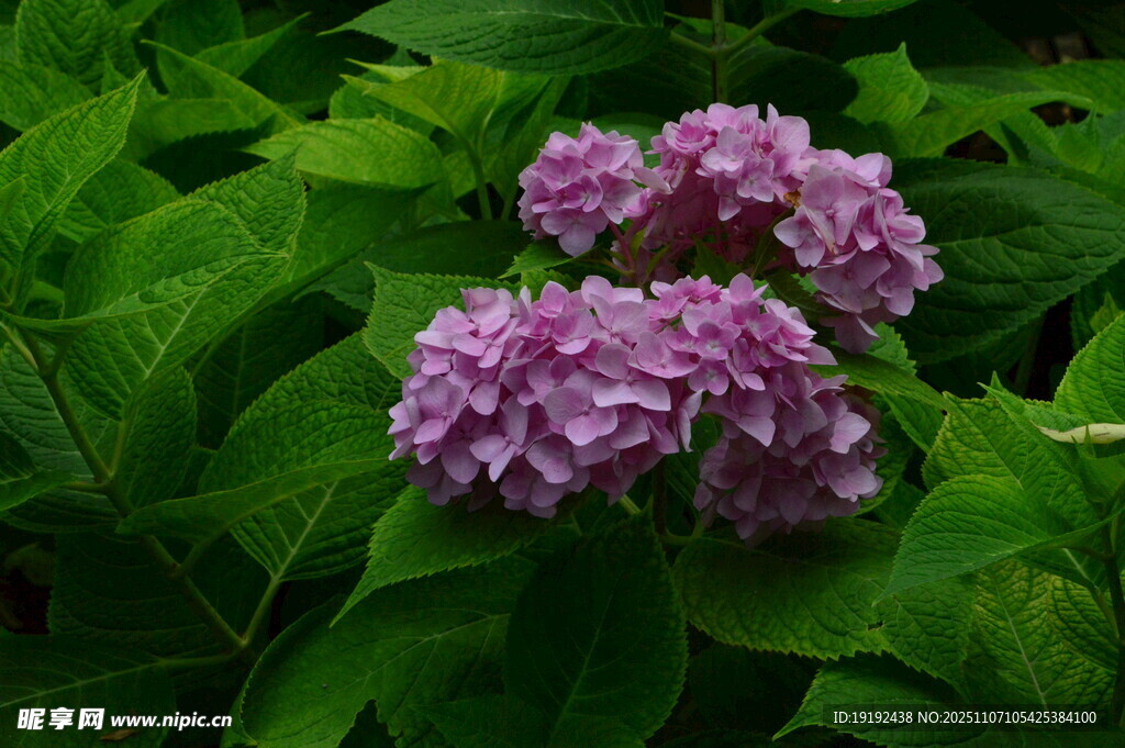 绣球花  