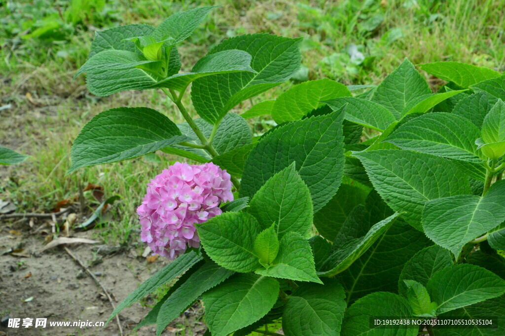 绣球花  