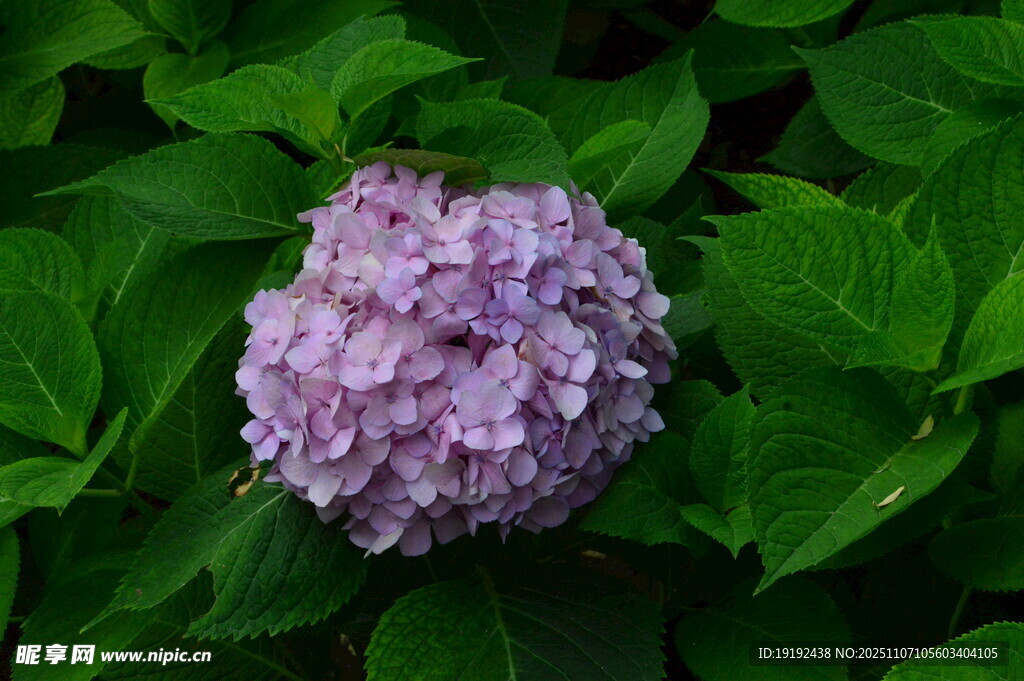 绣球花  