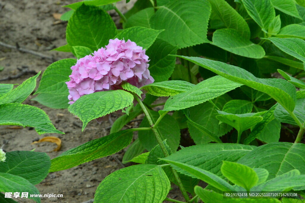绣球花  