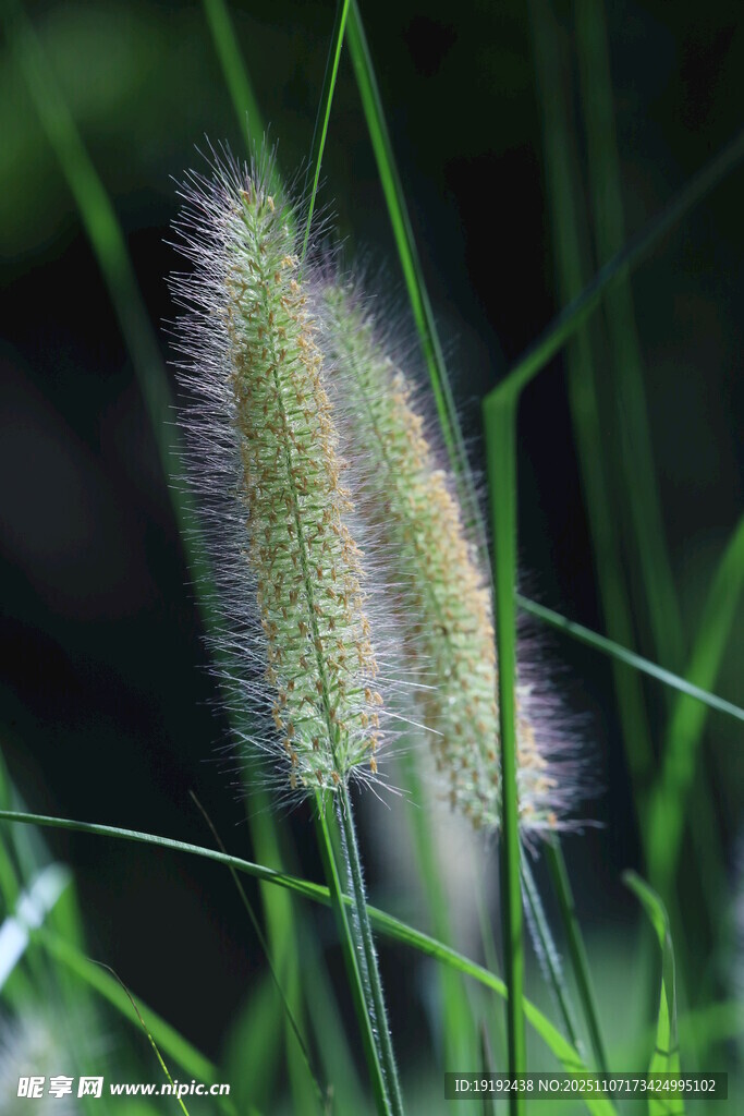 狼尾草 
